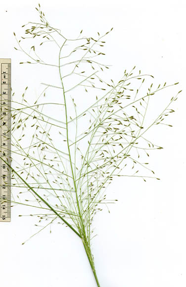  Eragrostis intermedia